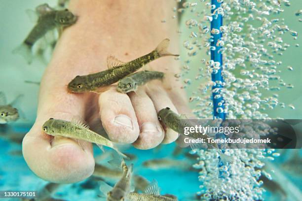 foot care - garra rufa fish stock pictures, royalty-free photos & images