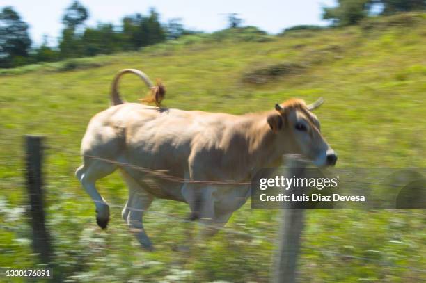 Running Cow Photos and Premium High Res Pictures - Getty Images