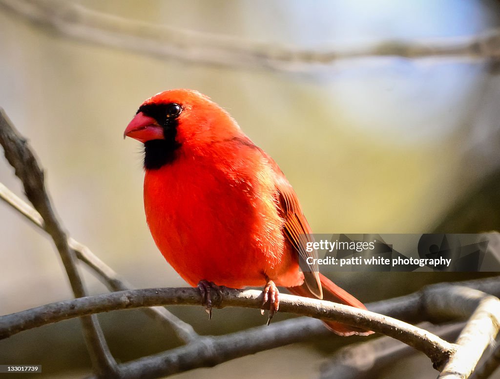 Male cardinal perched on bare tree limb