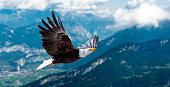 Eagle flies at high altitude with its wings spread out on a sunny day in the mountains.