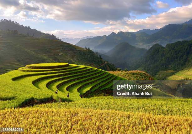the beauty of  ripe rice terraces in the harvesting season - dalat stock pictures, royalty-free photos & images