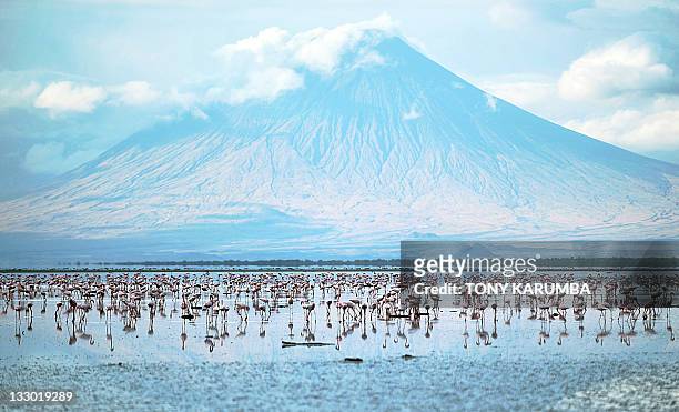 Lesser flamingoes are pictured on September 30, 2011 at the Lake Natron at the foot of Ol Doinyo Lengai. Salmon-coloured clouds of flamingoes...