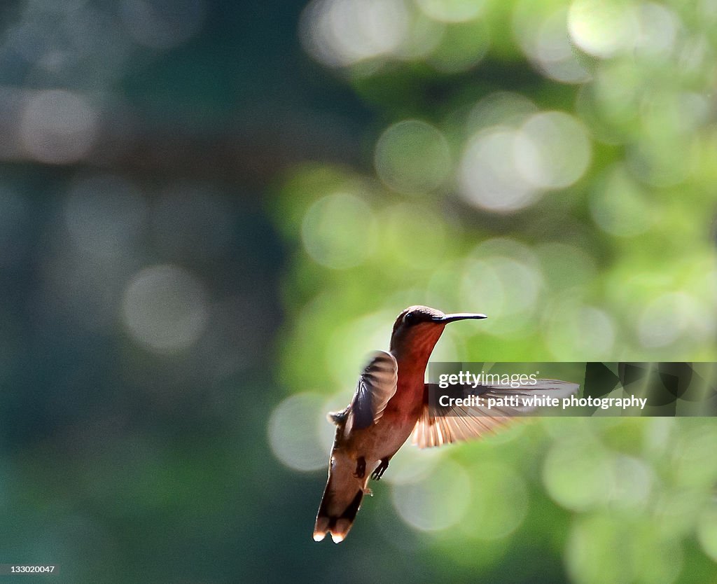Hummingbird