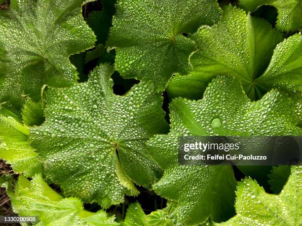 close-up of alchemilla leaf with water drops - pie de león fotografías e imágenes de stock