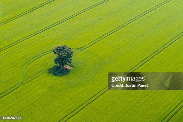 drone view of a single tree in a field of wheat - single tree imagens e fotografias de stock