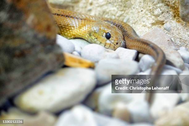 step snake - hognose snake stock-fotos und bilder