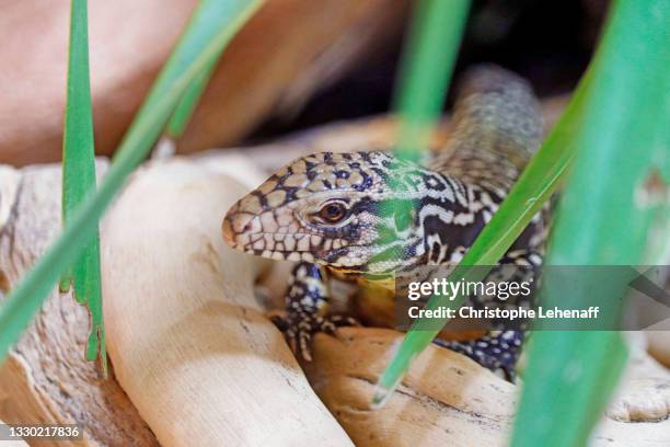 black and white teju - black and white tegu stock pictures, royalty-free photos & images