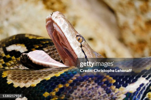 Python Python