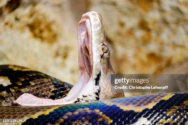 python - snake mouth open stock pictures, royalty-free photos & images