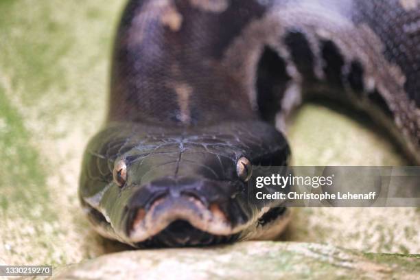 Balinese Python's 724 Burmese Python Snake Stock Photos, High-Res Pictures, and Images ...