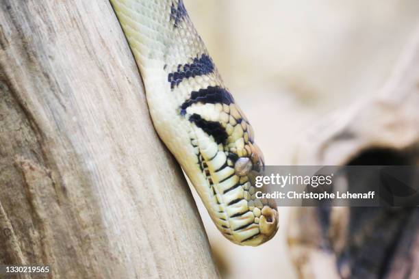 Amystine Python 37 Amethystine Python Stock Photos, High-Res Pictures, and Images ...