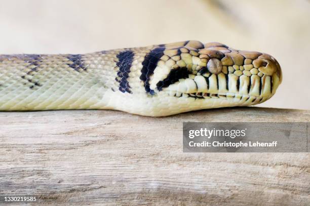 Amethystine Python Reproduction Amethystine Python Photos and Premium High Res Pictures - Getty Images