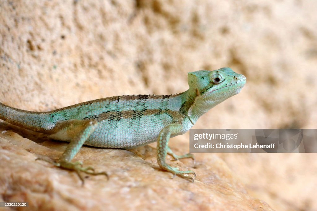Helmeted iguana