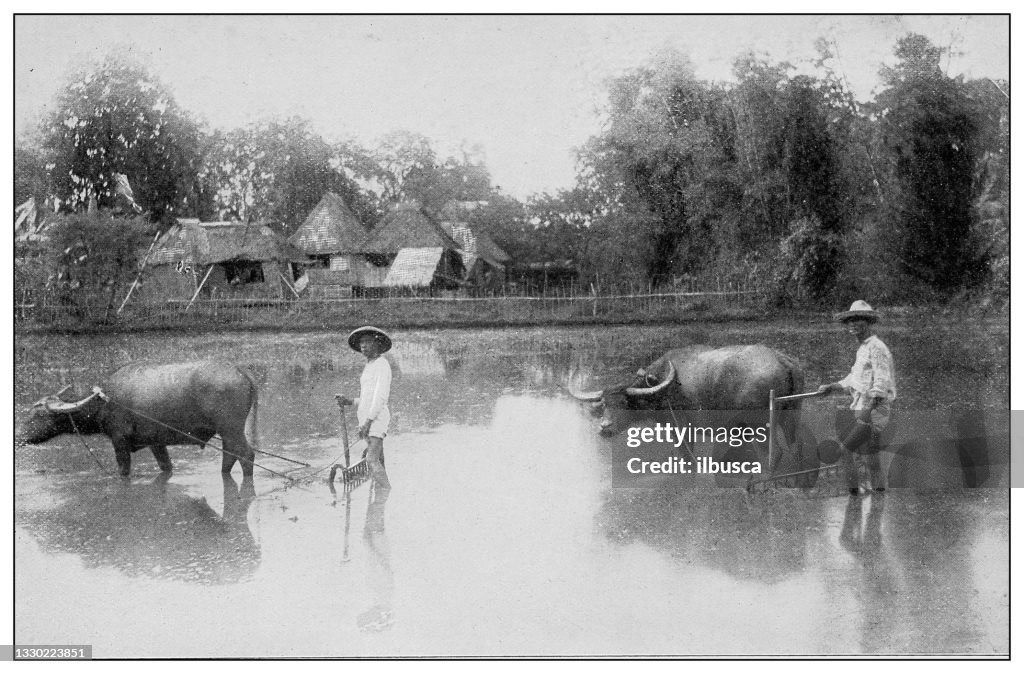 Antique black and white photograph: Harrowing a flooded rice field, Philippines