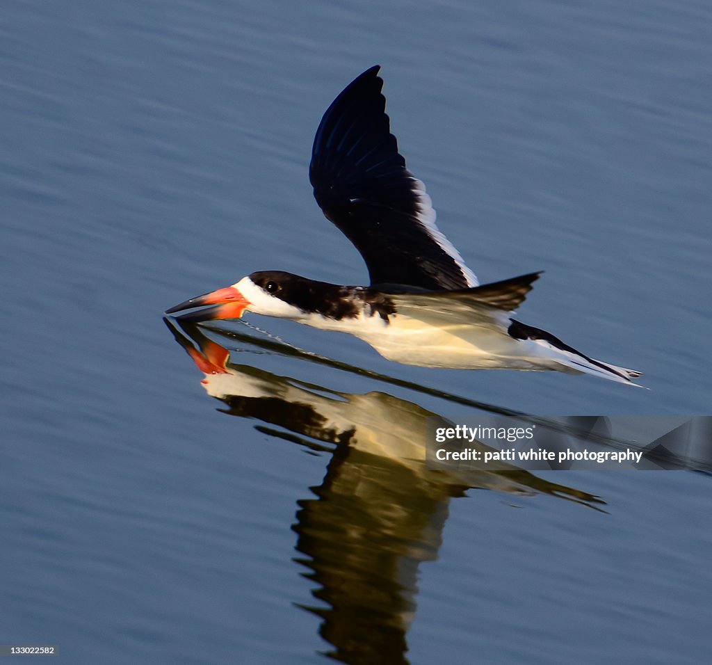Black skimmer cutting through water in flight