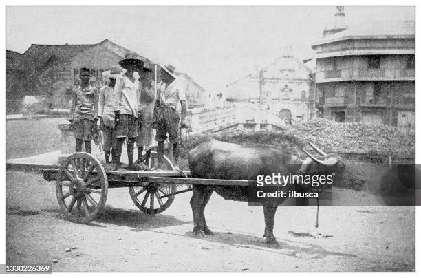 antique black and white photograph: caraboa cart, manila, philippines - buffalo stock illustrations