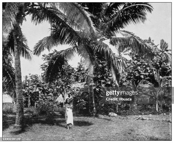 antique black and white photograph: coconut and banana grove, tutuila, samoa - polynesian ethnicity stock illustrations