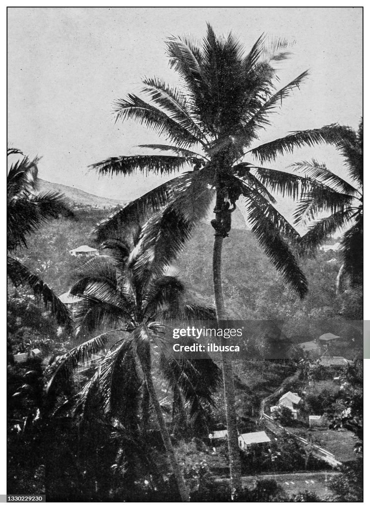 Antique black and white photograph: coconut harvester, Onomea bay, Hawaii