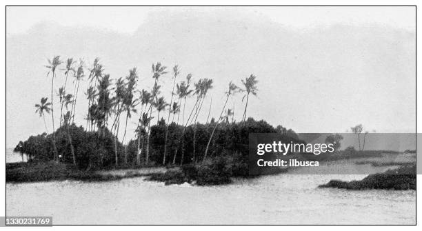 antique black and white photograph: coconut island, near hilo, hawaii - hilo stock illustrations