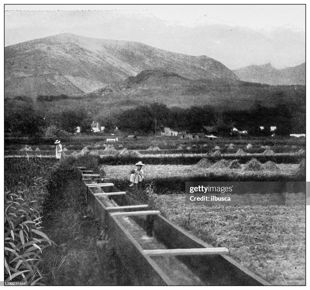 Antique black and white photograph: Rice plantation, Island of Molokai, Hawaii