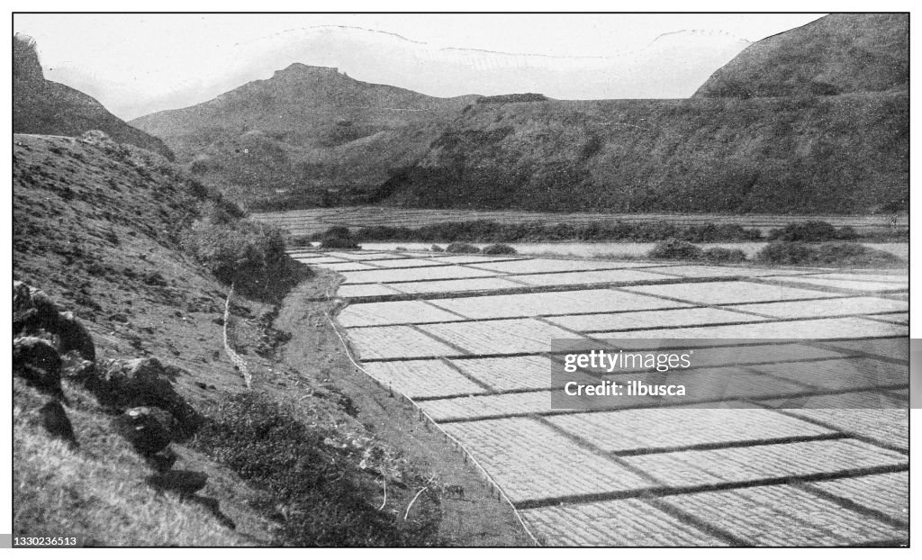 Antique black and white photograph: Rice fields, Island of Kauai, Hawaii
