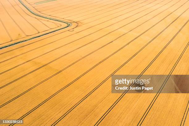 drone view of extensive golden wheat field - agricultural field drone stock pictures, royalty-free photos & images