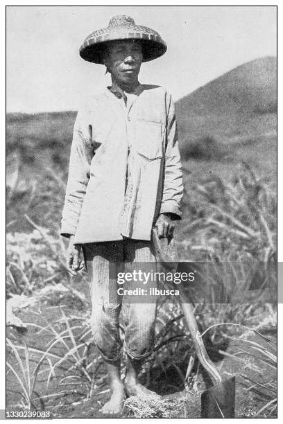 antique black and white photograph: chinese laborer in sugar plantation, kauai, hawaii - sugar cane stock illustrations