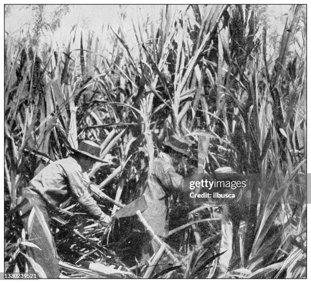 antique black and white photograph: japanese laborers cutting and harvesting cane, island of kauai, hawaii - agriculture sugar cane stock illustrations