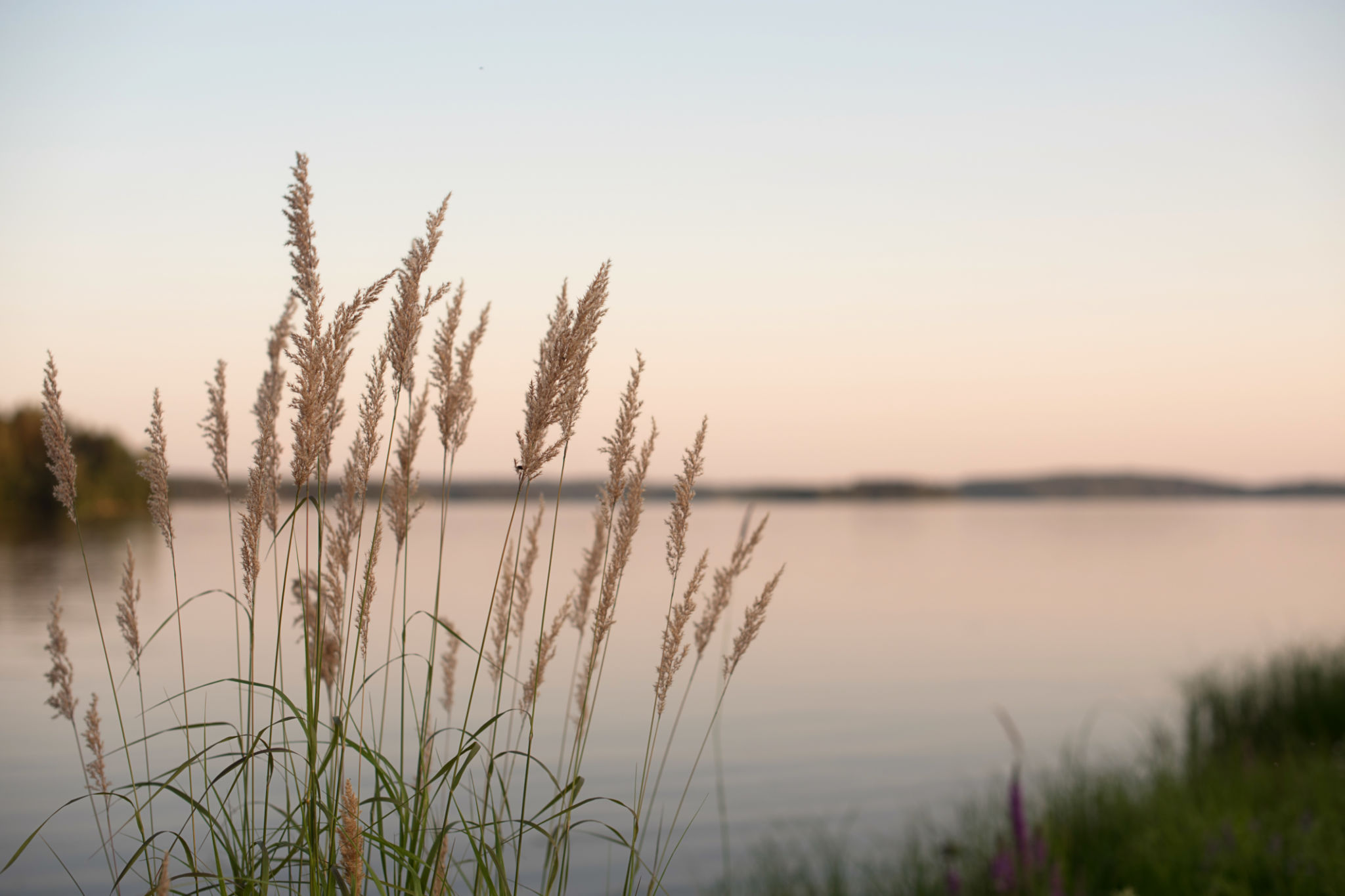 Weeds on a lake shore Weeds on a lake shore