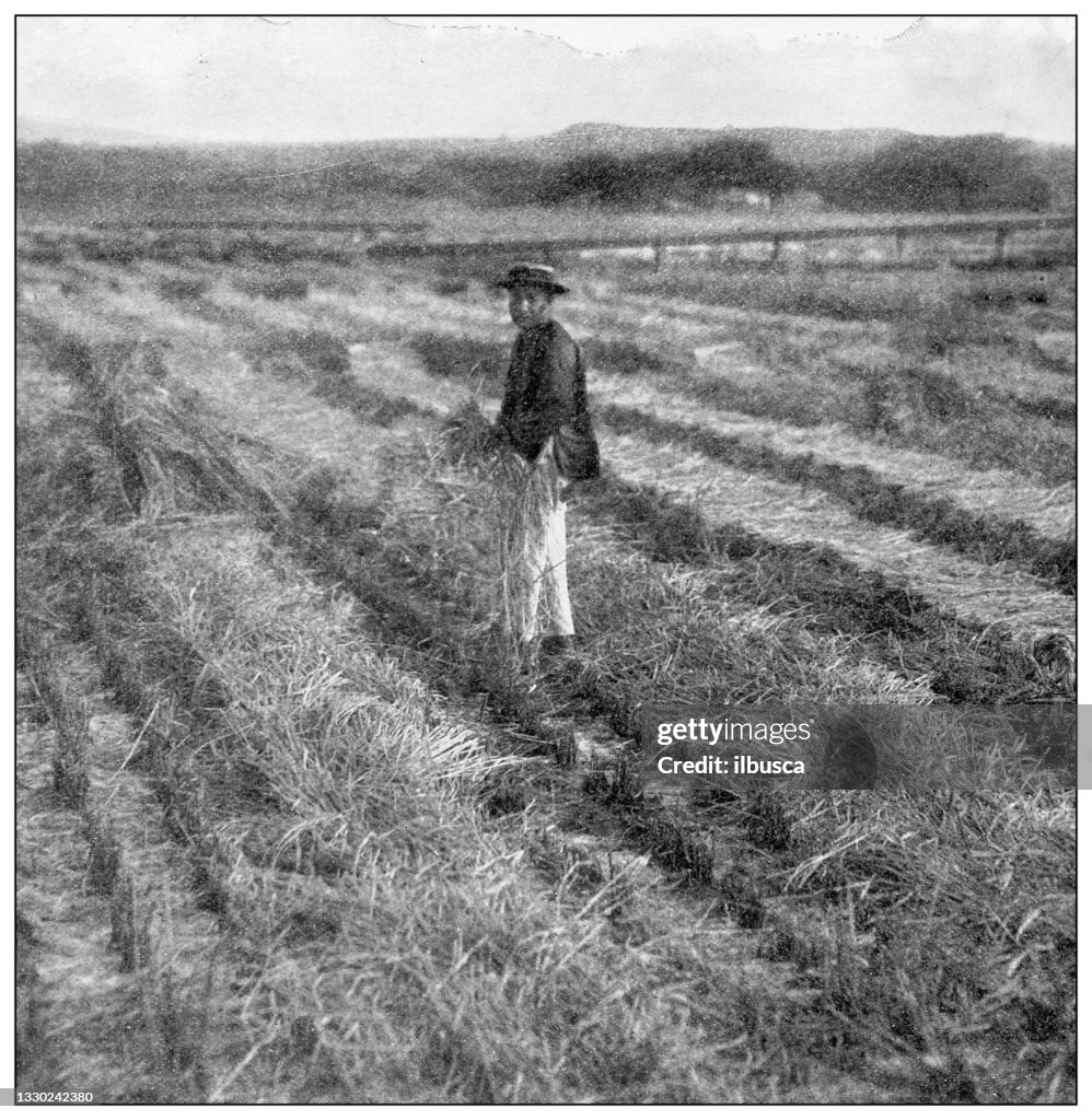 Antique black and white photograph: Rice harvesting, Hawaii