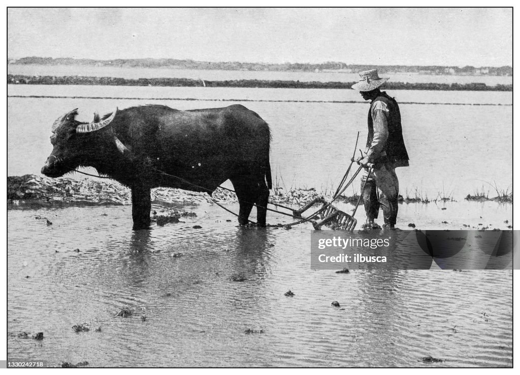 Antique black and white photograph: Chinese rice farmer, Hawaii