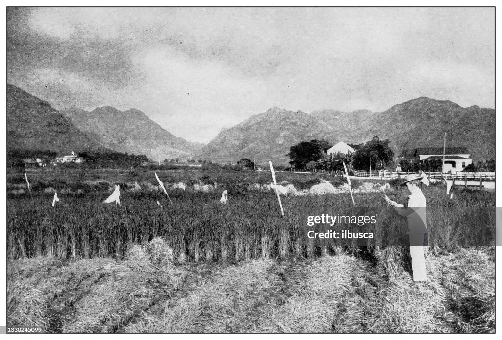 Antique black and white photograph: Rice farm, Honolulu, Hawaii