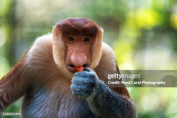 proboscis monkey - nasalis larvatus - proboscis stock pictures, royalty-free photos & images