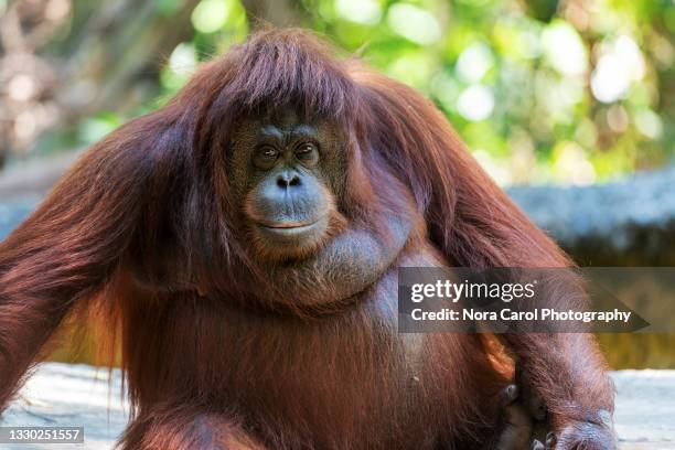 portrait of orangutan - female animal stock-fotos und bilder