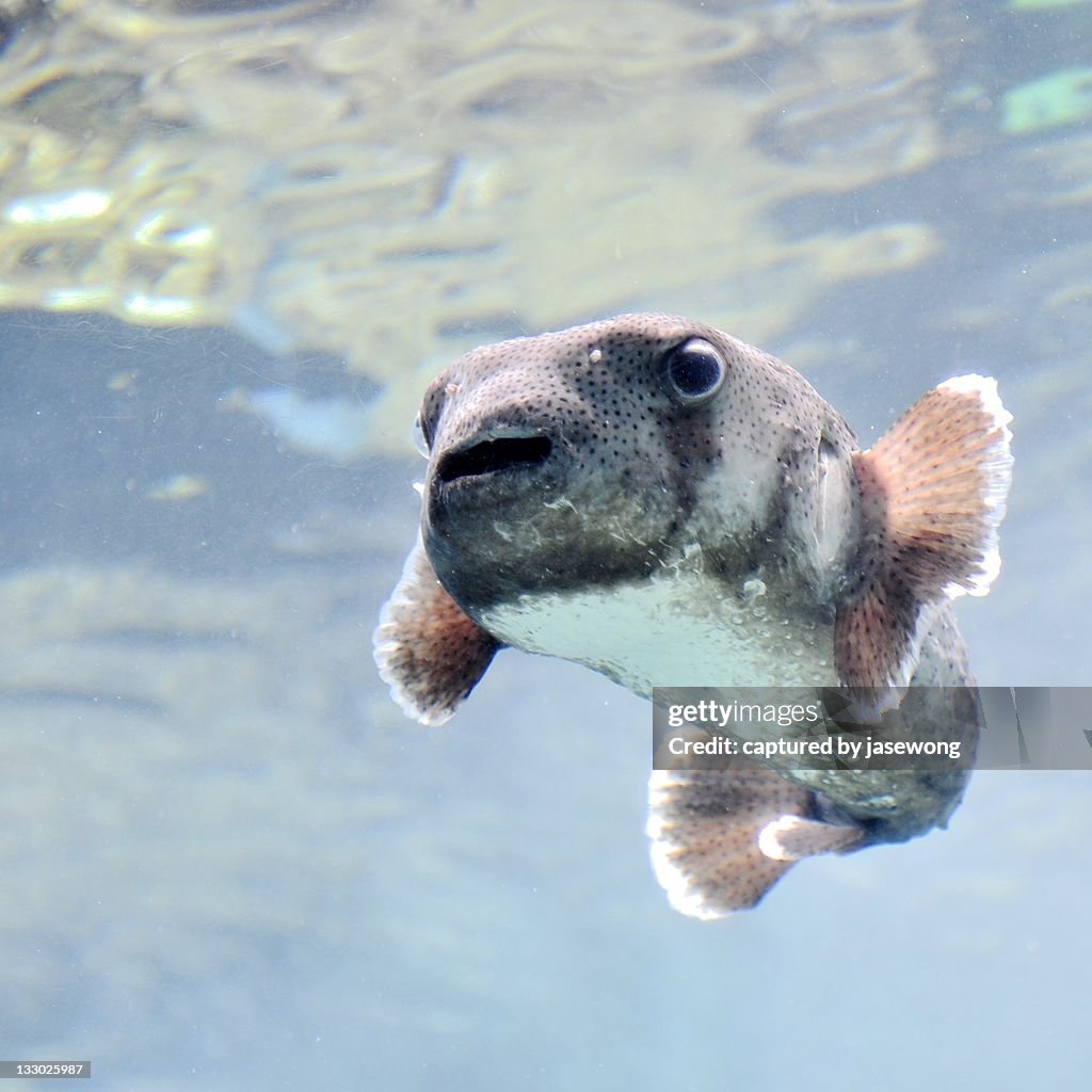 Funny Fish High-Res Stock Photo - Getty Images