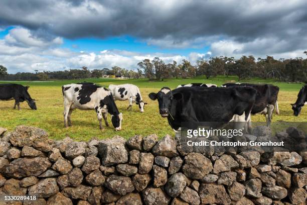 cows grazing in a field near daylesford in western victoria - groenhout stock pictures, royalty-free photos & images
