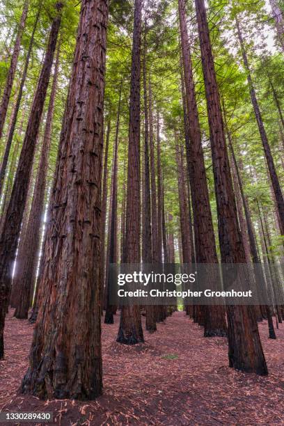 towering californian redwood trees near warburton, victoria - groenhout stock pictures, royalty-free photos & images