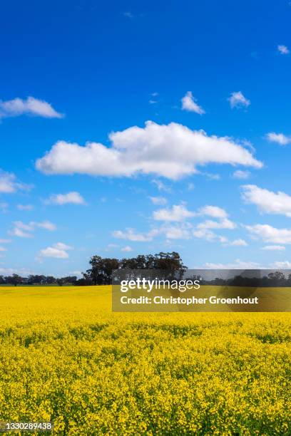 yellow canola flowers in a seasonal plantation, western victoria - groenhout photos et images de collection