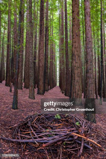 towering californian redwood trees near warburton, victoria - groenhout photos et images de collection