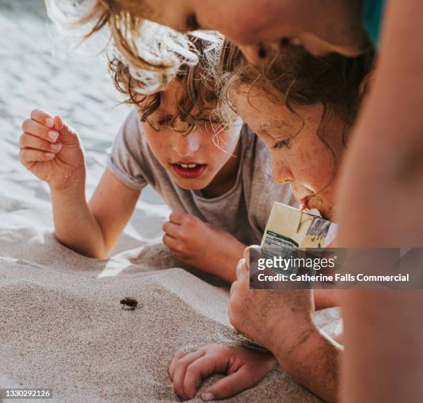 curious children gather around a beetle and watch it intently as it walks over the sand - respect nature stock pictures, royalty-free photos & images