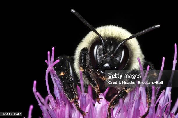 bumble bee (bombus sp., perhaps impatiens) on scotch thistle (onopordum acanthium) - bumblebee stock pictures, royalty-free photos & images
