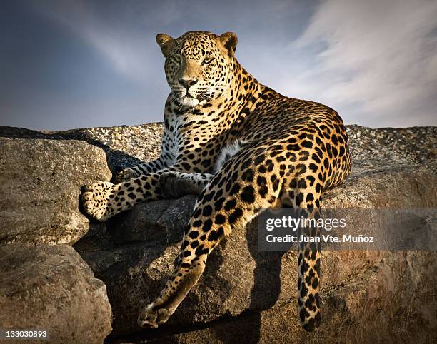 Leopard On Leopard Lying Photos and Premium High Res Pictures - Getty Images