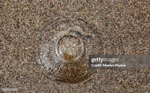 mesoglia remains of the moon jellyfish - moon jellyfish stock pictures, royalty-free photos & images