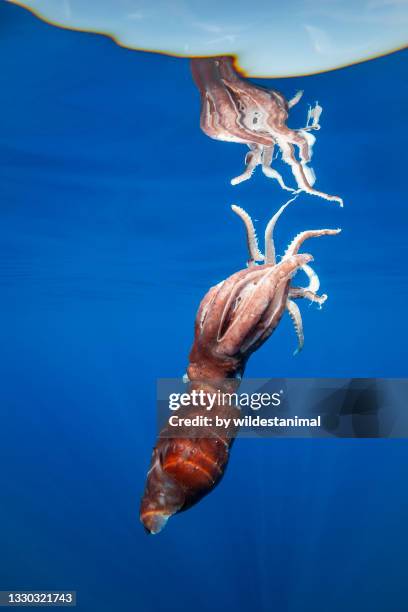 injured giant squid floating at the surface, ligurian sea, mediterranean, italy. - giant squid fotografías e imágenes de stock