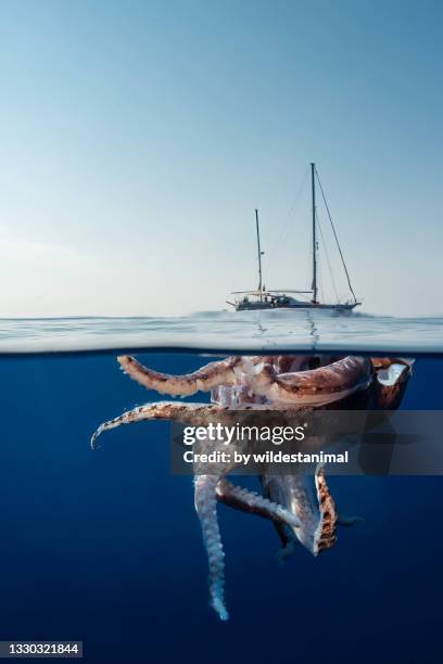 spilt level view of an injured giant squid floating at the surface, ligurian sea, mediterranean, italy. - giant squid fotografías e imágenes de stock