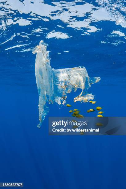 plastic waste floating in the indian ocean off sri lanka that has been colonised by algae, sea shells and tropical fish. - plastic animals stock pictures, royalty-free photos & images