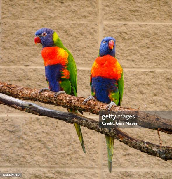 lorakeet birds - lóris arco íris imagens e fotografias de stock
