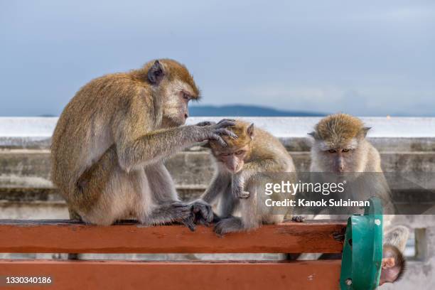 monkey over the city - rhesus macaque stock pictures, royalty-free photos & images