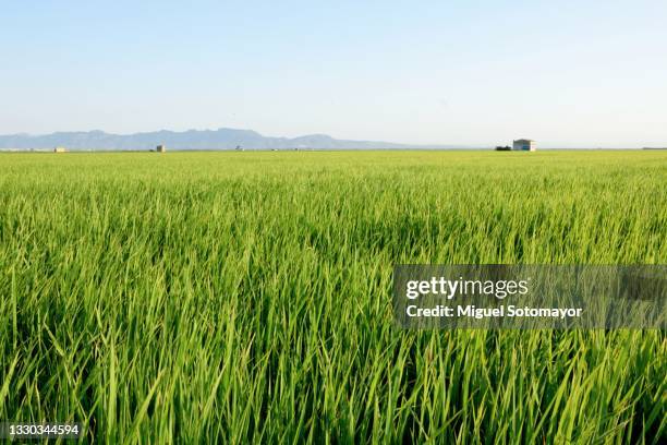 Spain Rice Fields 101,974 Spain Countryside Stock Photos, High-Res Pictures, and Images ...