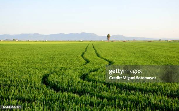 rice fields - campo de arroz fotografías e imágenes de stock